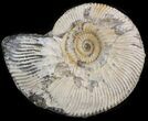 Wide Kosmoceras Ammonite - England #42657-1
